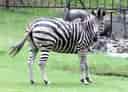 動物図鑑・チャップマンシマウマの写真 17